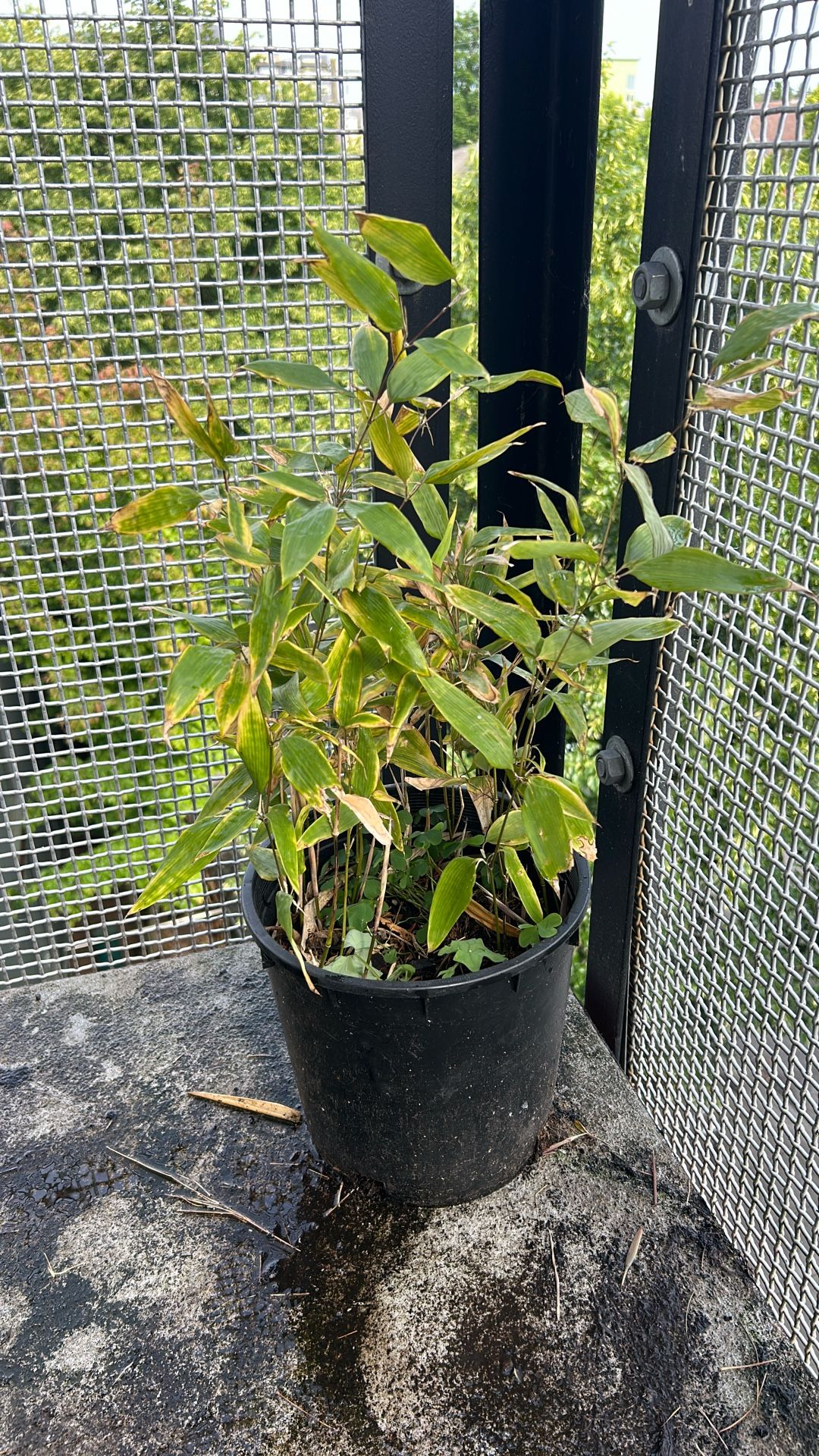 Bamboo