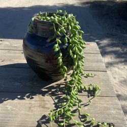 String Of Tears In A Ceramic Pot 