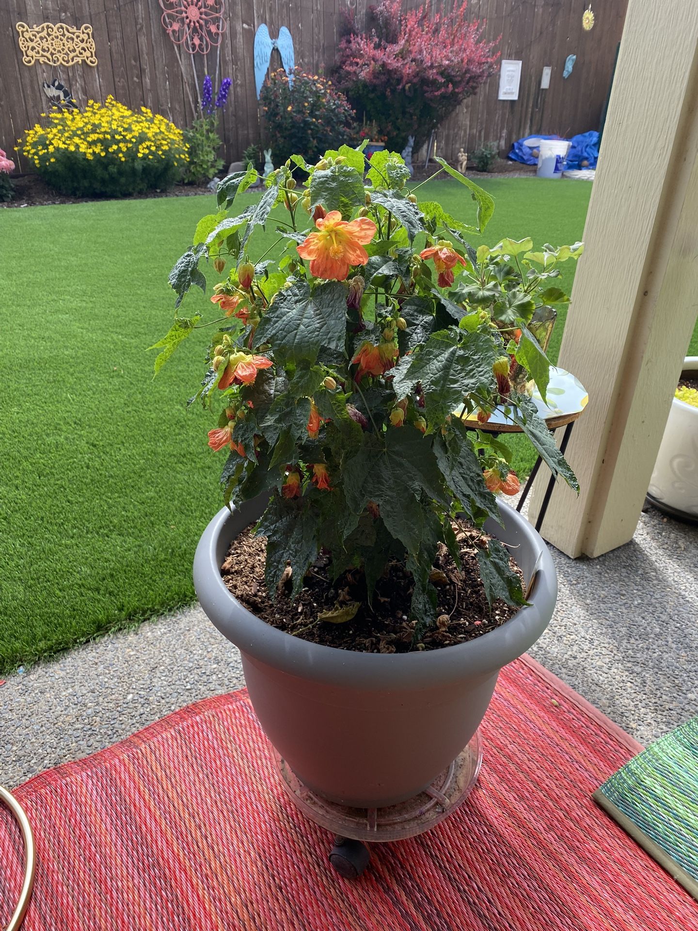 Chinese Lantern In Pot