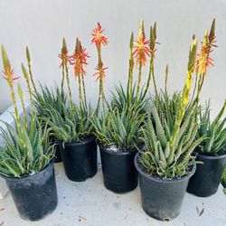 5 Gallon Hedgehog Aloe Succulents 