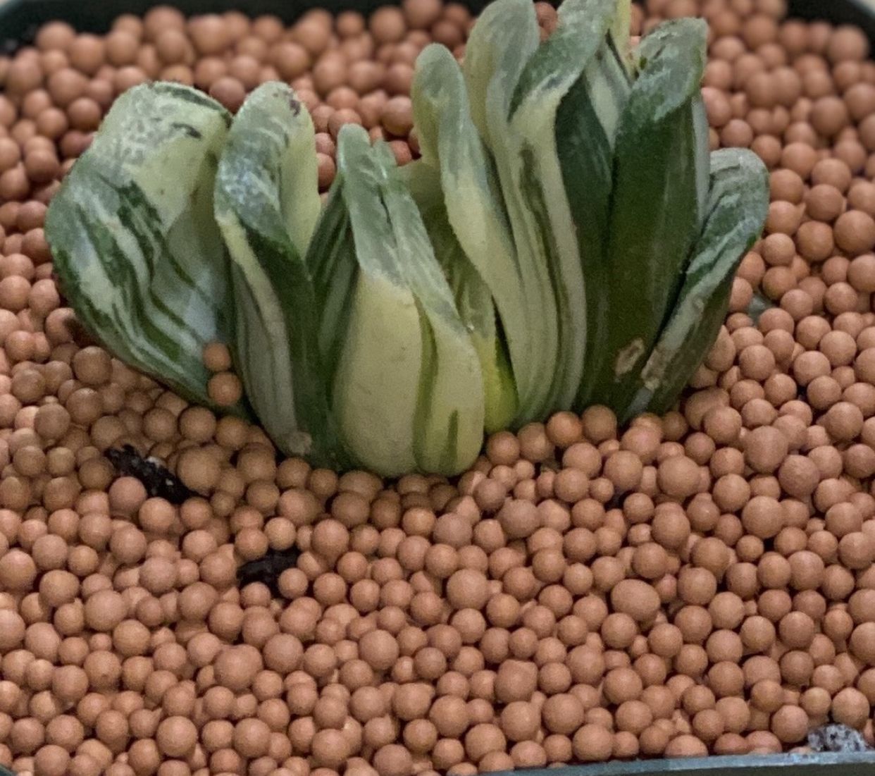 1 Haworthia Truncata Variegated In 3” Pot