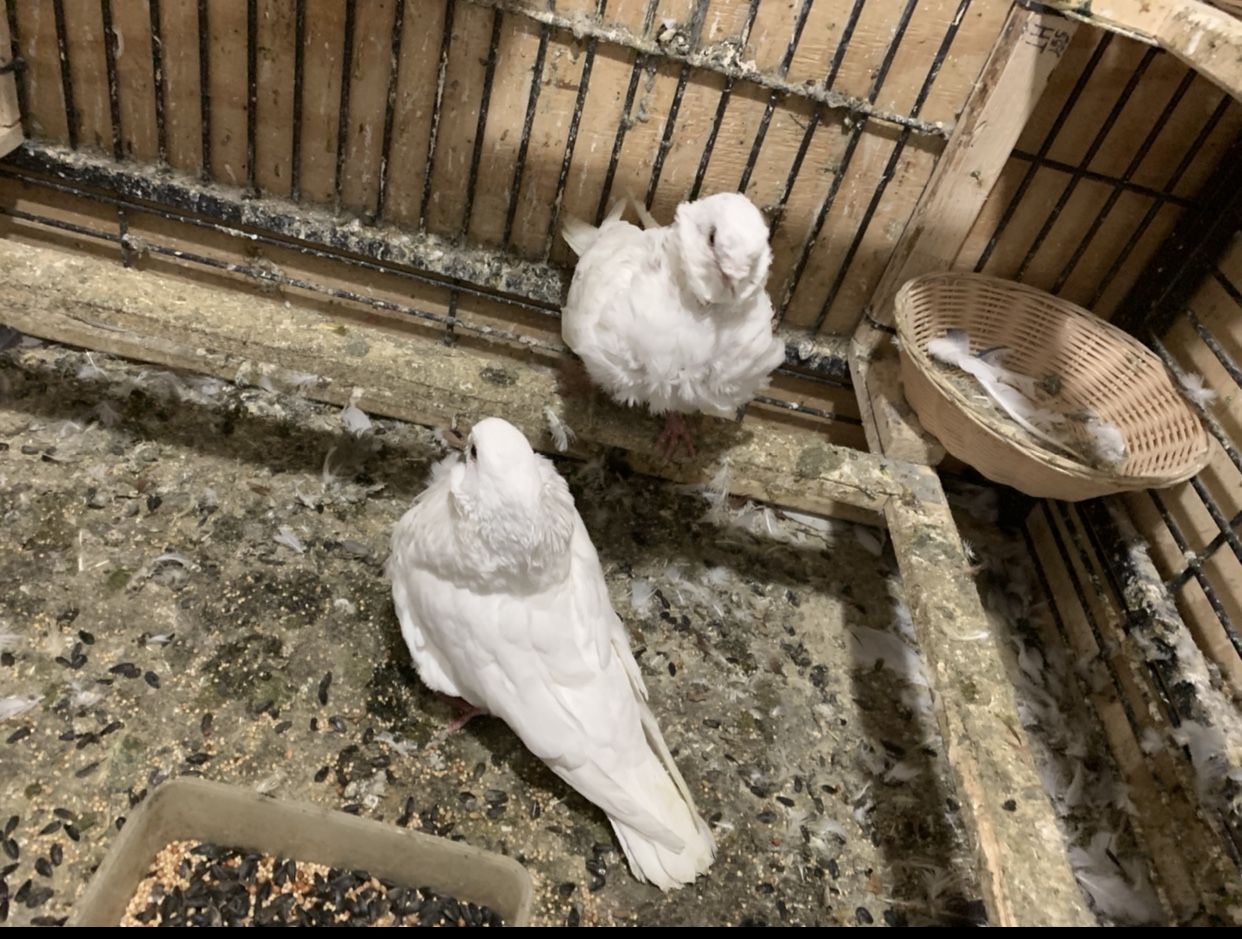 Pigeons