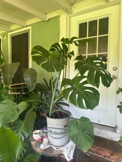 Monstera