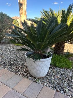 3-Foot Sago Palm