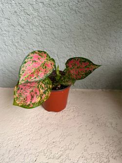 Aglaonema  plant