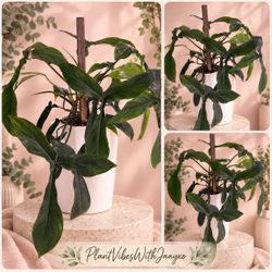 XL Philodendron Bette Waterbury Plant - 8inch