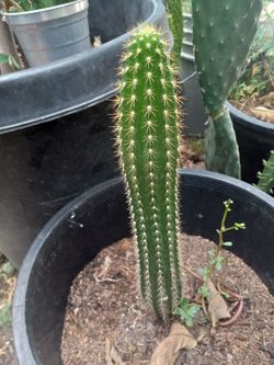 Columnar Cactus in Pot
