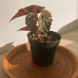 Angel Wing begonia Houseplant