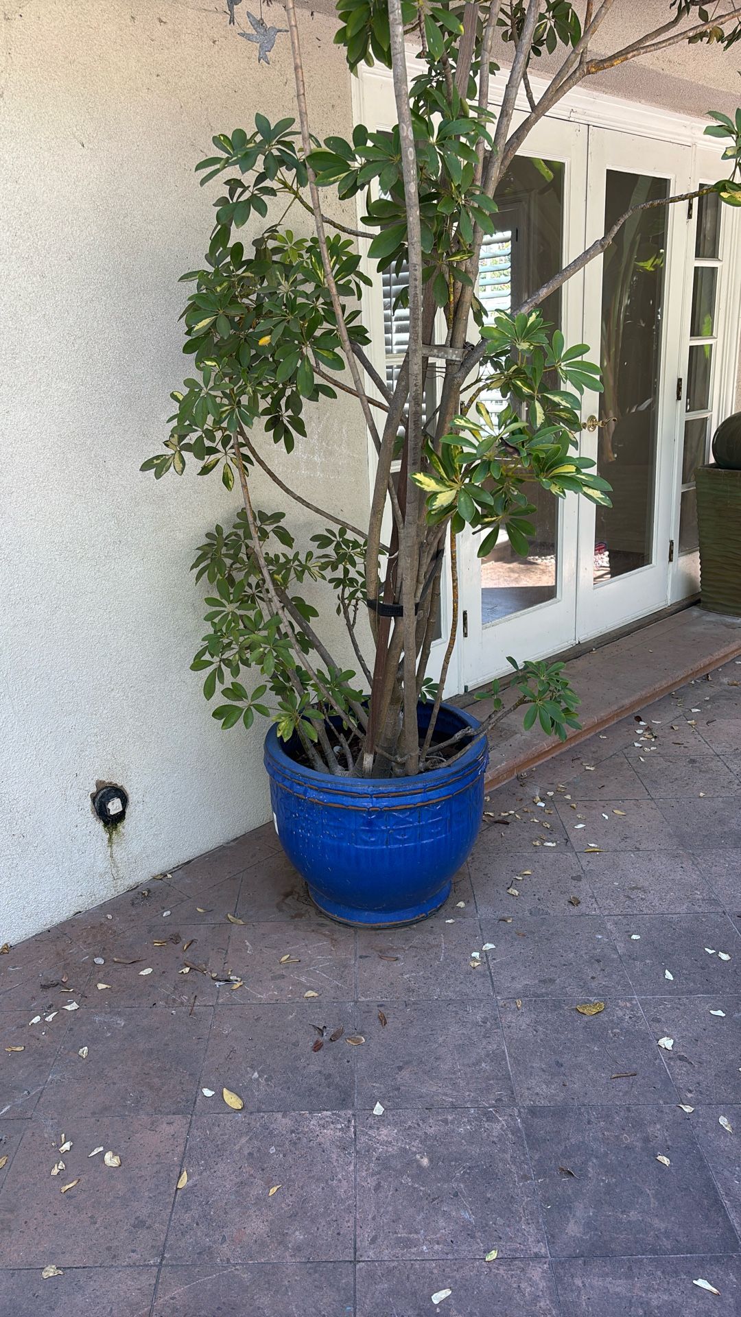 Ceramic Blue Pots With Money Tree
