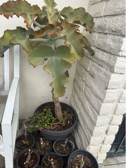 Kalanchoe Baharensis
