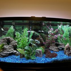 72 Gallon Bow Front Aquarium