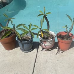 White And yellow plumeria Plant Flower with pot