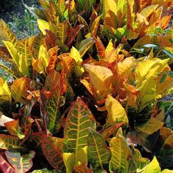 🪴🪴 CROTON PETRA PRIVACY HEDGE PLANTS 3GL $8