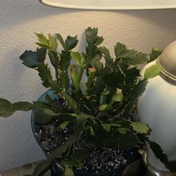 Thanksgiving Cactus 