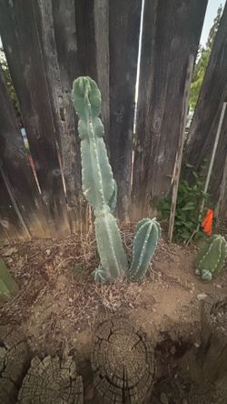 Peruvian Apple Cactus plant