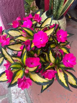 Blooming New Guinea Impatiens Outdoor Plant