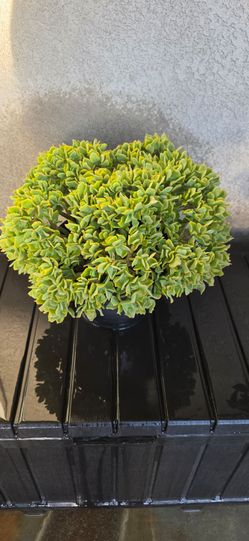 Large succulent plant in a pot