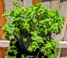 Large Sweet Mint Plant in Container.