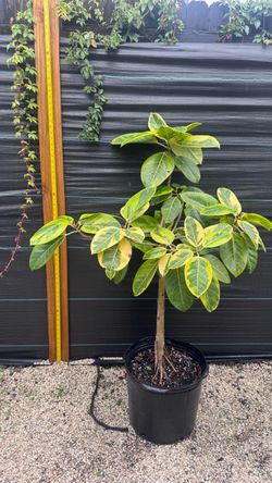 FICUS ALTISIMA TREE FORM