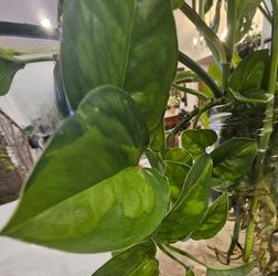 Global pothos