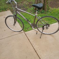 Giant Cypress (Medium)