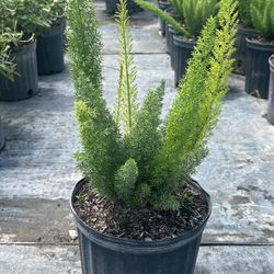 Foxtail Fern - 3 Gallons