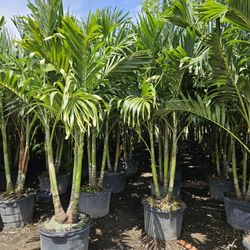 crhistmas Palms Adonidias staring  $15 ,About  7 feet tall $75 also a clusias  $25 all sizes available 