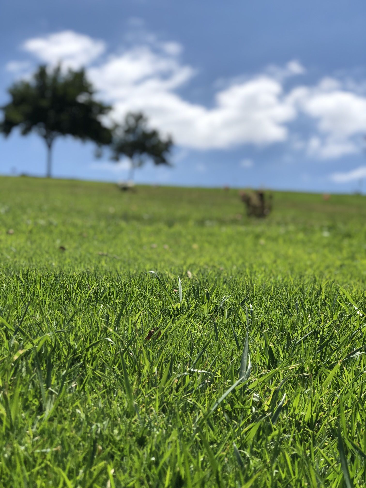 ROSE HILLS - Alpine Terrace 