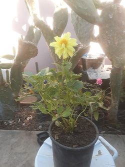 Dalia