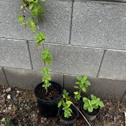 Tulsi Plants