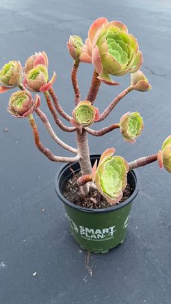 4 Pots Aeonium $99 (~$25 each) or $35/pot — Cute Tight Summer Rosettes!