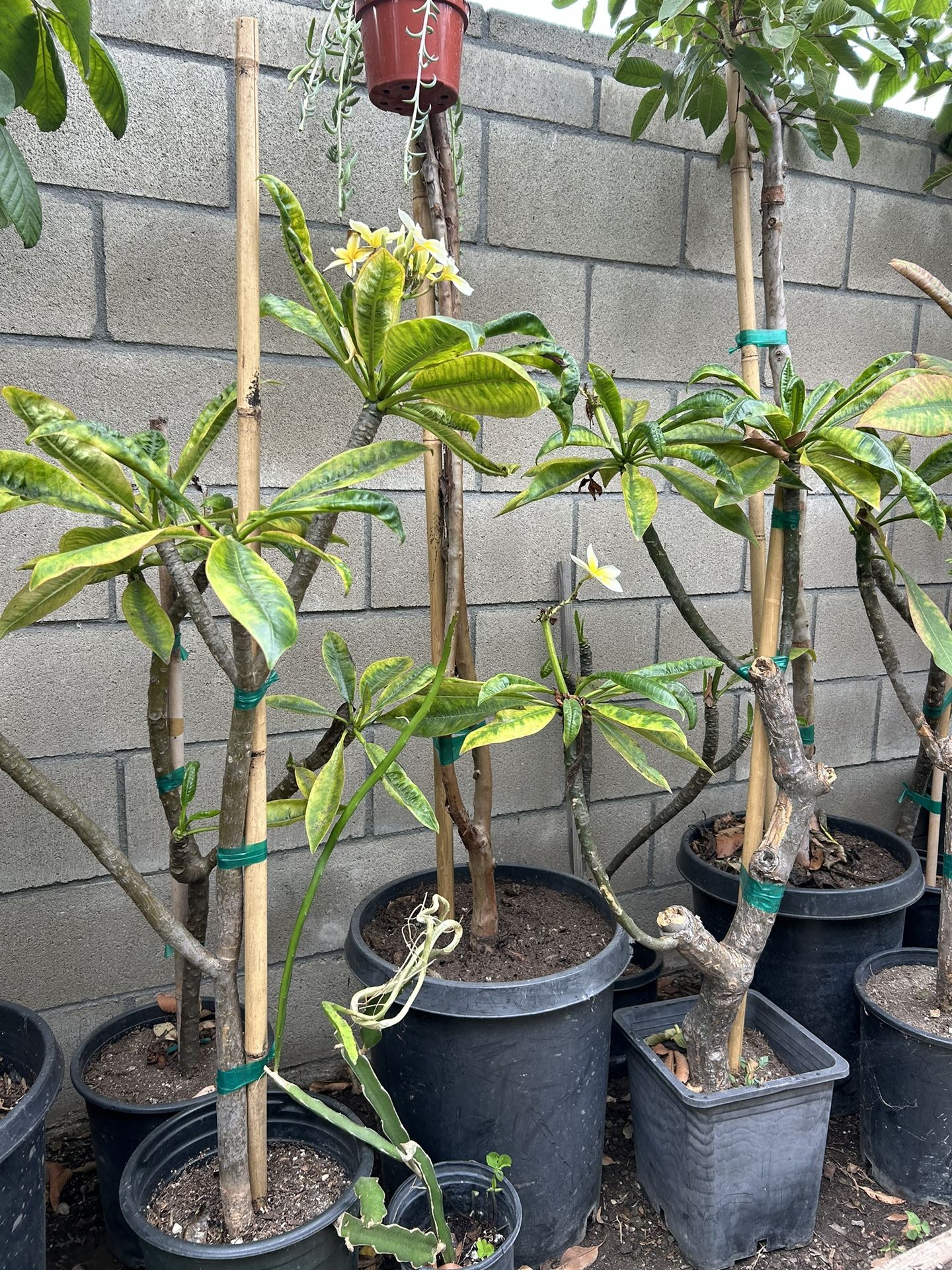 Plumeria Plant