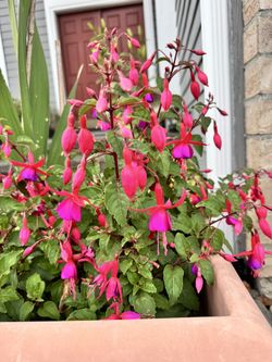 Fuchsia 