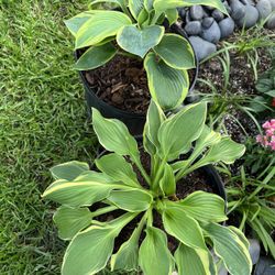 Hostas Annual Plant 🪴 