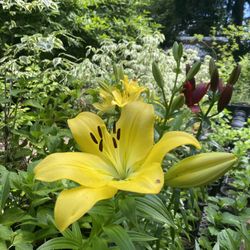 Lily Sale!