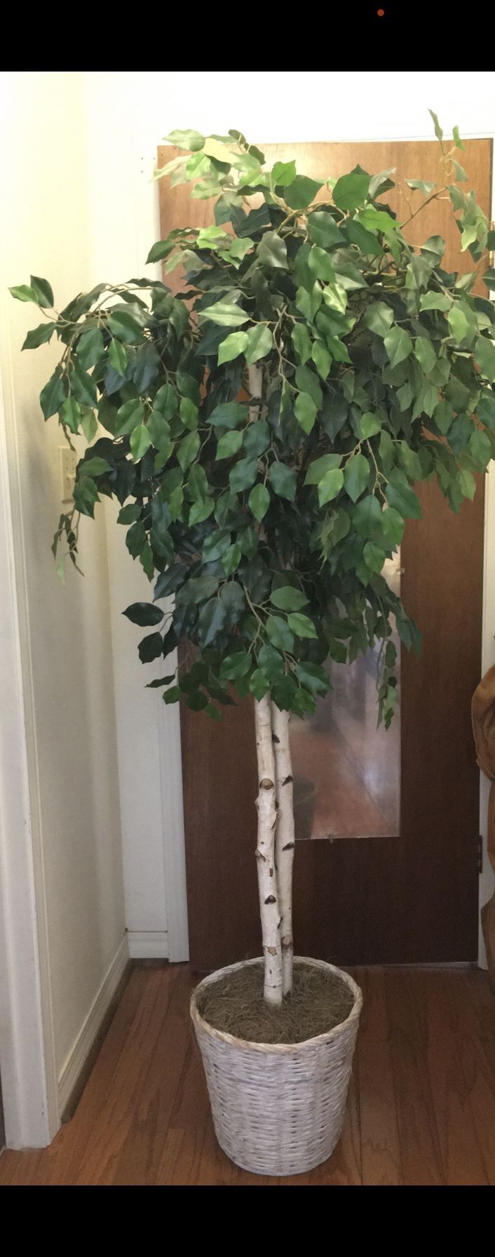 Artificial Ficus Tree