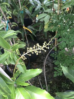 Mango tree,