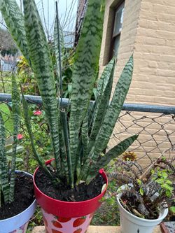 Plantas