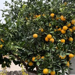 Freshly Picked Oranges 