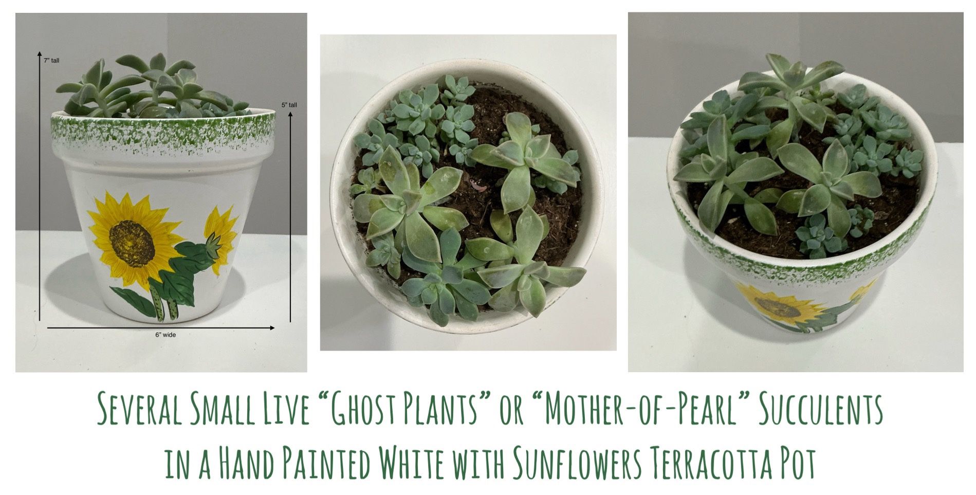 Several Small “Ghost Plants”/“Mother-of-Pearl” Succulents in Hand Painted White w Sunflowers Pot