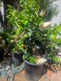 Multi Grafted Citrus Tree in a 15 gallon container