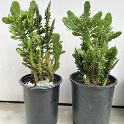 Opuntia monacantha cactus- 5 Gallon 