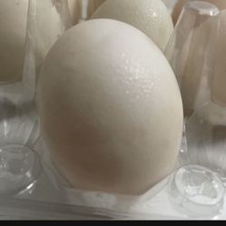 Duck Eggs