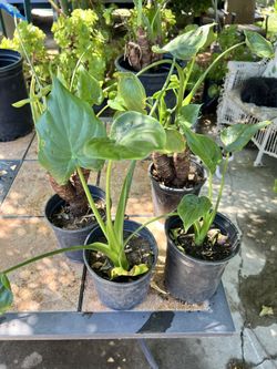 Alocasia cucullata 🪴