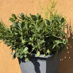 Mix of Succulent Pot