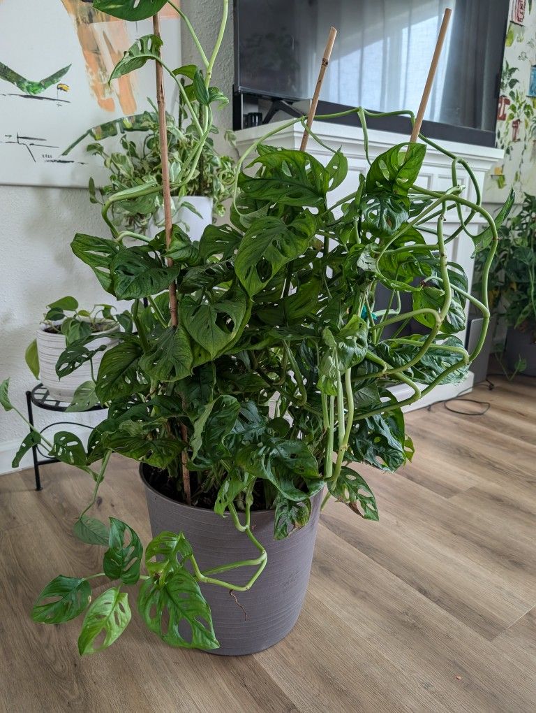 Swiss cheese Monstera Plant - 3ft