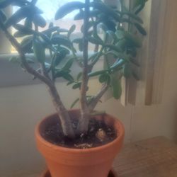 JADE PLANT WITH DRAINAGE STONES POTTING AND TERRACOTTA POT.
