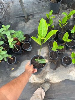 1 gallon jackfruit seedling trees