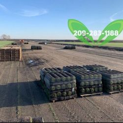 Best Quality Sod 