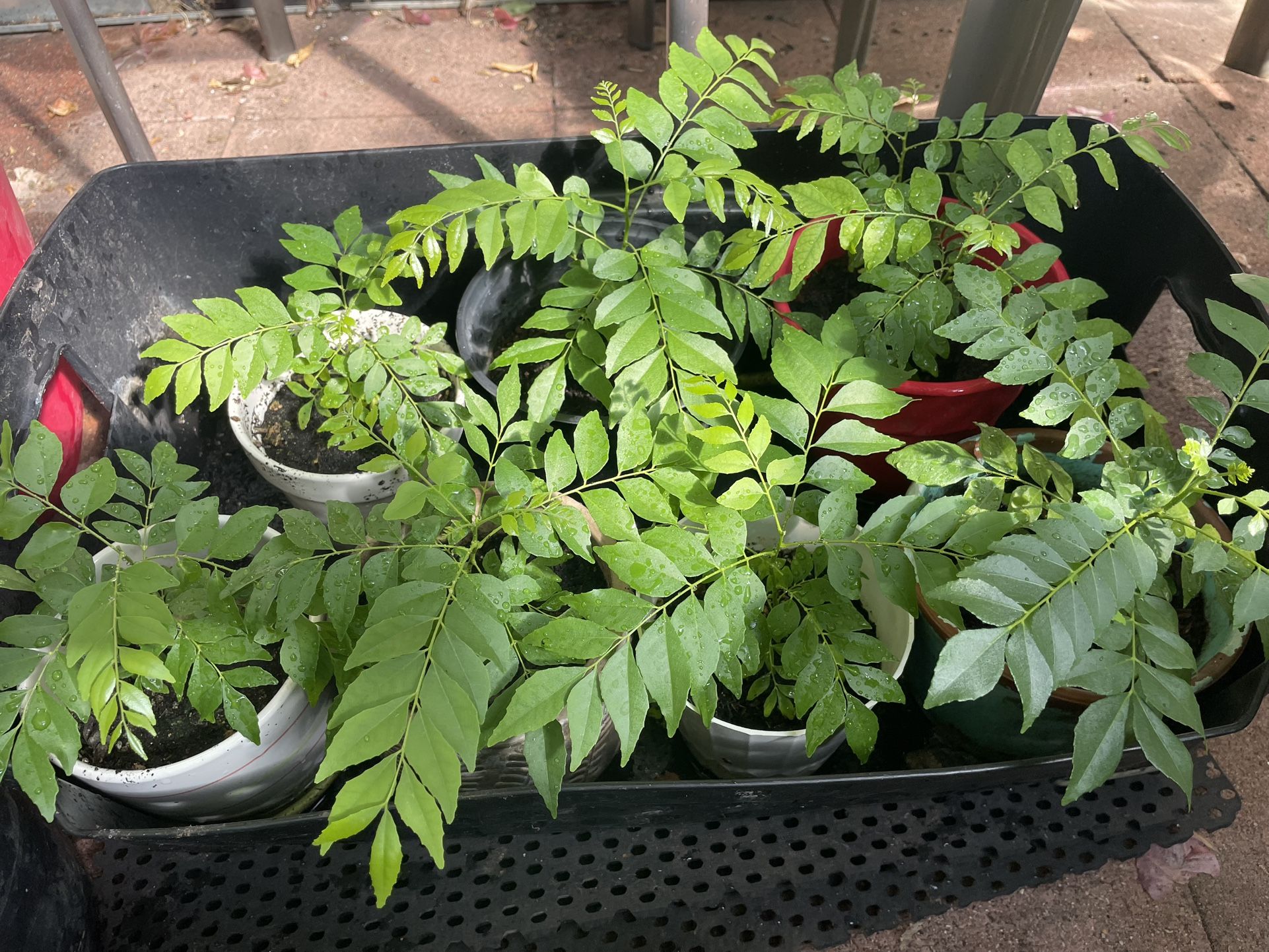 Curry Leave Plant